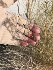 Ericameria paniculata