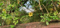 Solandra maxima