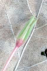 Primula vulgaris rubra