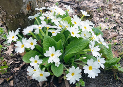 Primula vulgaris rubra