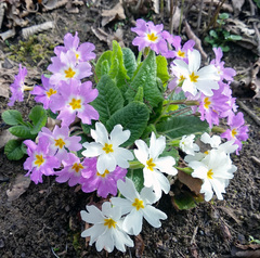 Primula vulgaris rubra