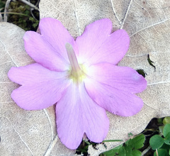 Primula vulgaris rubra