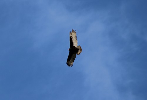 Turkey Vulture photographed in Rhode Island
