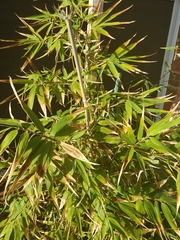 Phyllostachys aurea