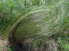 Stipa tirsa