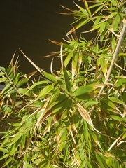Phyllostachys aurea