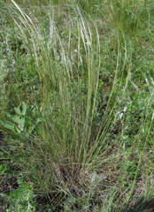 Stipa zalesskyi