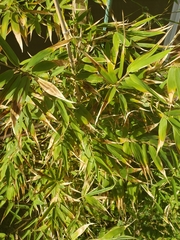 Phyllostachys aurea