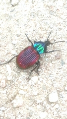 Brachygnathus festivus