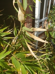 Phyllostachys aurea