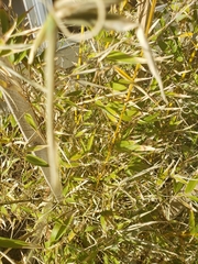 Phyllostachys aurea