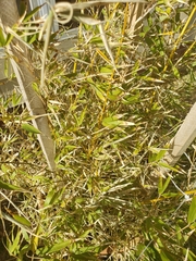 Phyllostachys aurea