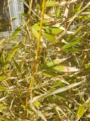 Phyllostachys aurea