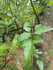 Clematis brachiata