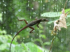 Anolis richardii