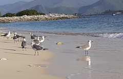 Leucophaeus atricilla