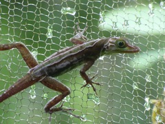 Anolis richardii