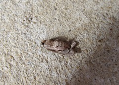 Ichneutica mutans