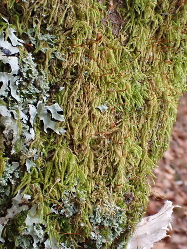 Image of Jochenia pallescens by (c) Roger Rittmaster, some rights reserved (CC BY)