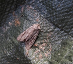 Ichneutica mutans