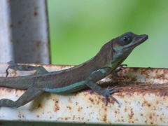 Anolis richardii