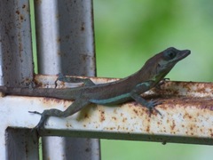 Anolis richardii