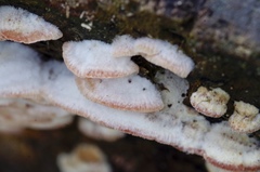 Merulius tremellosus