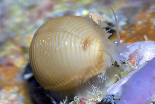 Cypraea childreni observed 2016-03-21