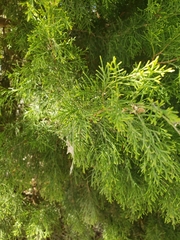 Juniperus virginiana
