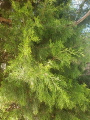 Juniperus virginiana