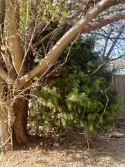 Juniperus virginiana