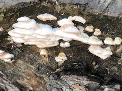 Merulius tremellosus