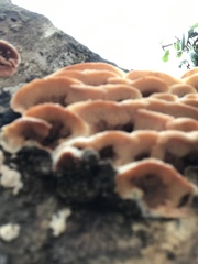 Merulius tremellosus