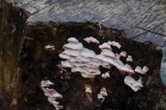Merulius tremellosus