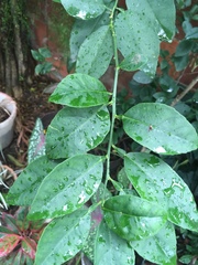 Citrus × aurantiifolia