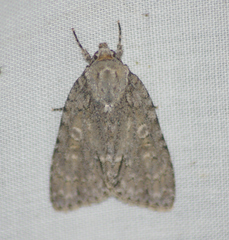 Acronicta immodica