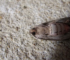 Ichneutica mutans