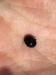 Chrysolina haemoptera