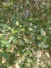 Quercus fusiformis
