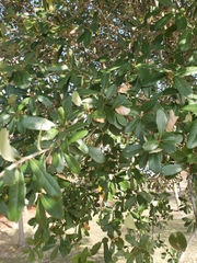 Quercus fusiformis