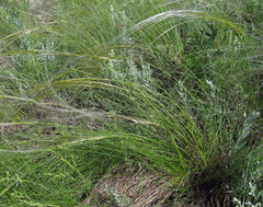 Stipa zalesskyi