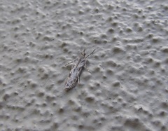 Scoparia halopis
