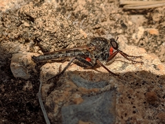 Machimus pilipes