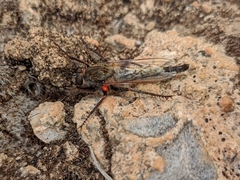 Machimus pilipes