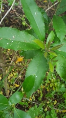 Melicytus ramiflorus