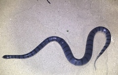 Laticauda laticaudata