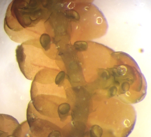 Image of Frullania asagrayana by (c) Roger Rittmaster, some rights reserved (CC BY)