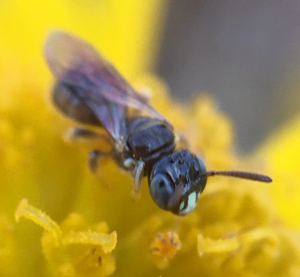 Cockerell's Ceratina