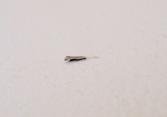 Sagephora phortegella