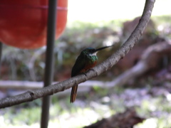 Galbula ruficauda heterogyna